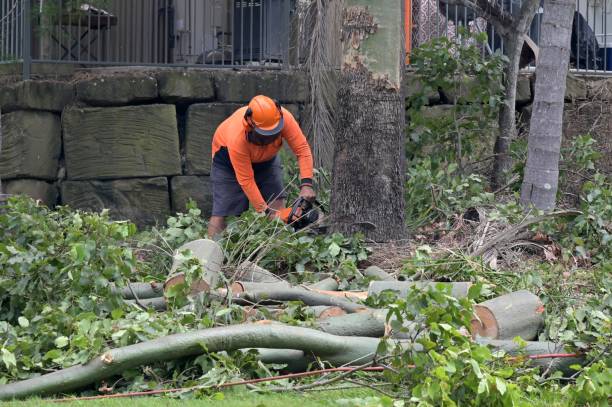 Best Residential Tree Removal  in , RI